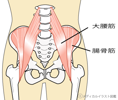 骨盤安定のポイントの筋肉