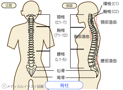 背骨の役割