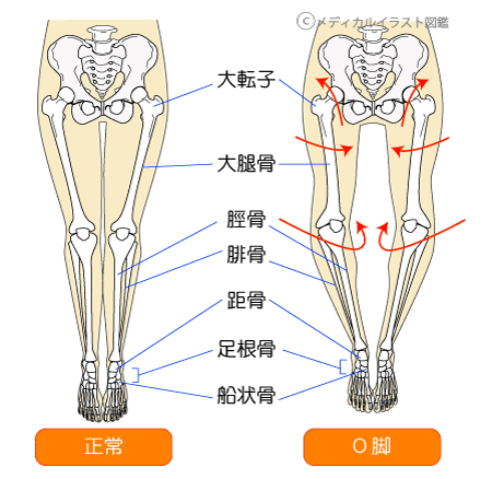 骨盤安定のポイントの筋肉
